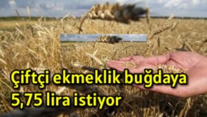 Çiftçi ekmeklik buğdaya 5,75 TL istiyor