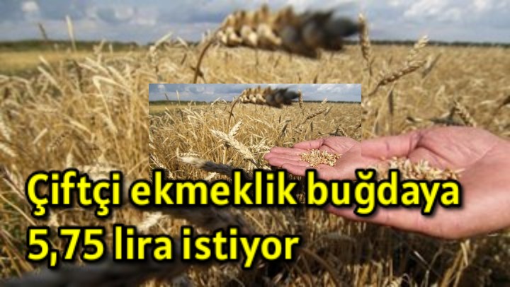 Çiftçi ekmeklik buğdaya 5,75 TL istiyor