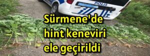 Sürmene’de hint keneviri ele geçirildi