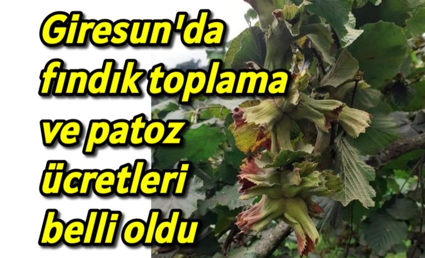 Giresun’da fındık toplama ve patoz ücretleri belli oldu 