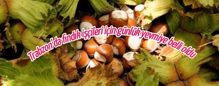Trabzon’da fındık işçileri için günlük yevmiye belli oldu 