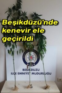 Beşikdüzü’nde kenevir ele geçirildi 