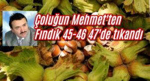 Çoluğun Mehmet’ten fındık 45-46 47’de tıkandı 