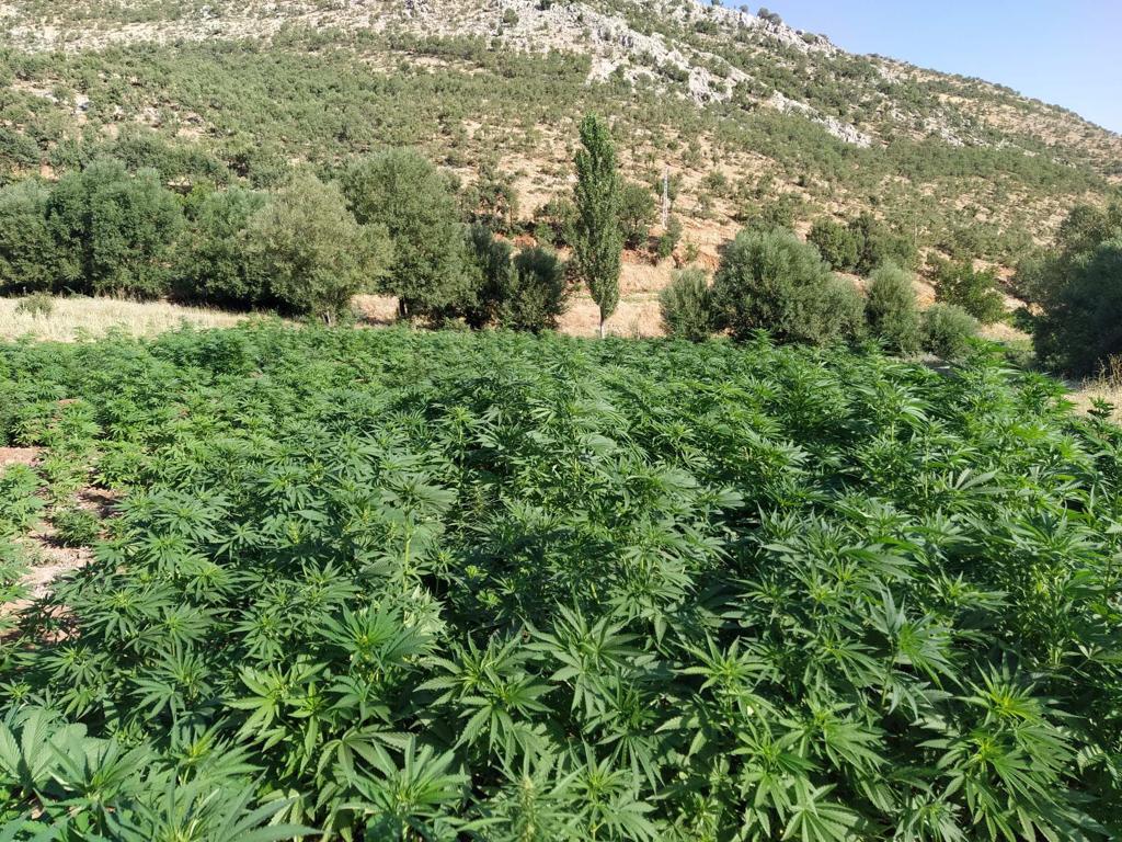 Eren Abluka 34 operasyonunda 1 milyon 681 bin kök kenevir İle 28,2 kilogram kubar esrar ele geçirildi 