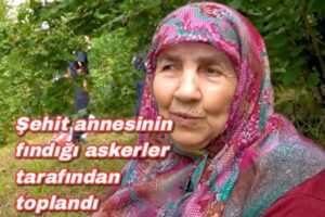 Şehit annesinin fındığı askerler tarafından toplandı 