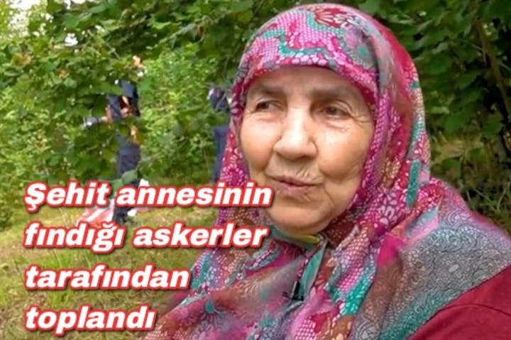 Şehit annesinin fındığı askerler tarafından toplandı 