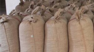 1.5 ton fındık çalan hırsız yakalandı 