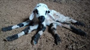 Diyarbakır’da 6 bacaklı kuzu doğdu