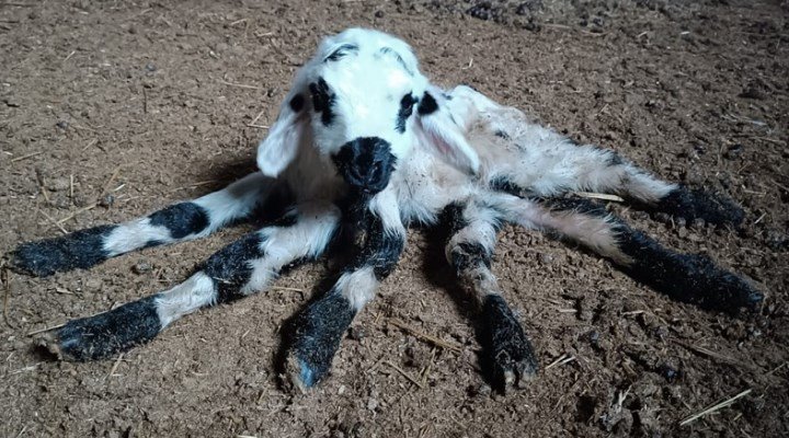 Diyarbakır’da 6 bacaklı kuzu doğdu