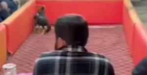 Trabzon’da horoz dövüşü yaptıran şahıslar yakalandı