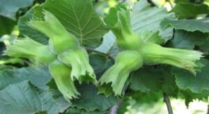 Ordu’da fındık toplama tarihlerine uymayan işçi ve bahçe sahibine ağır cezalar geliyor.