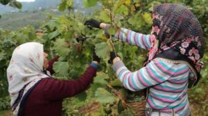 Trabzon, Ordu, Giresun’da fındık yevmiyesi belli oldu