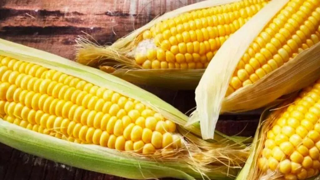 TMO, mısır alım fiyatını açıkladı