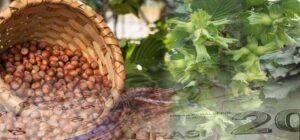 ÇKS kaydı için bu tarihlere dikkat