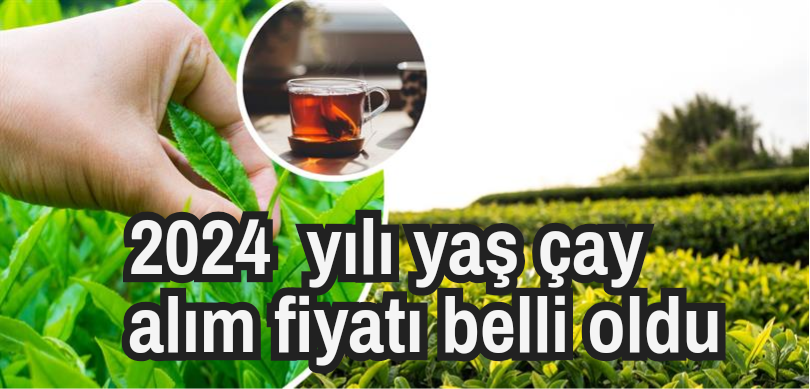 2024 Yılı yaş çay alım fiyatı belli oldu