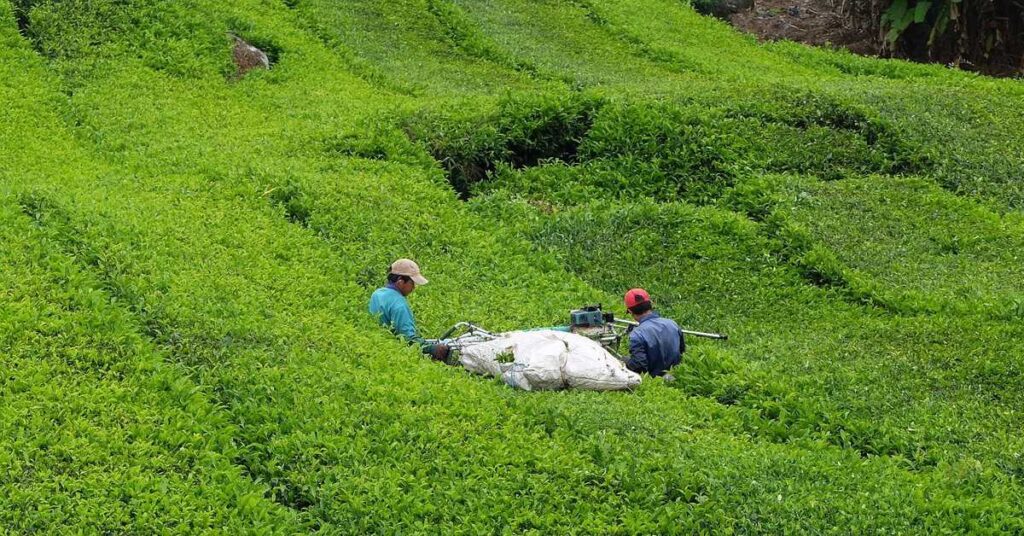 Giresun’da çay toplama ücreti belli oldu