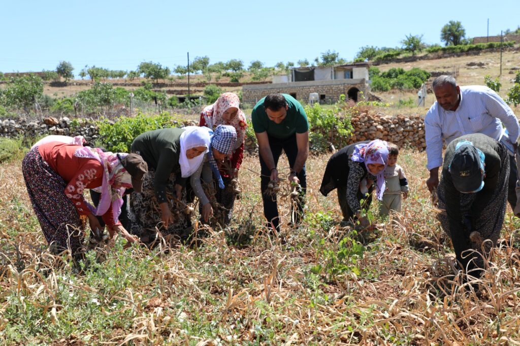 Kaymakam İmrak Mehina sarımsağı hasadına katıldı