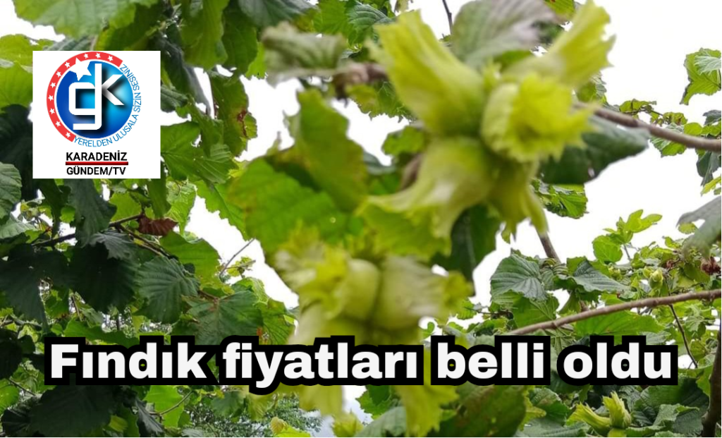 Fındık fiyatları belli oldu 