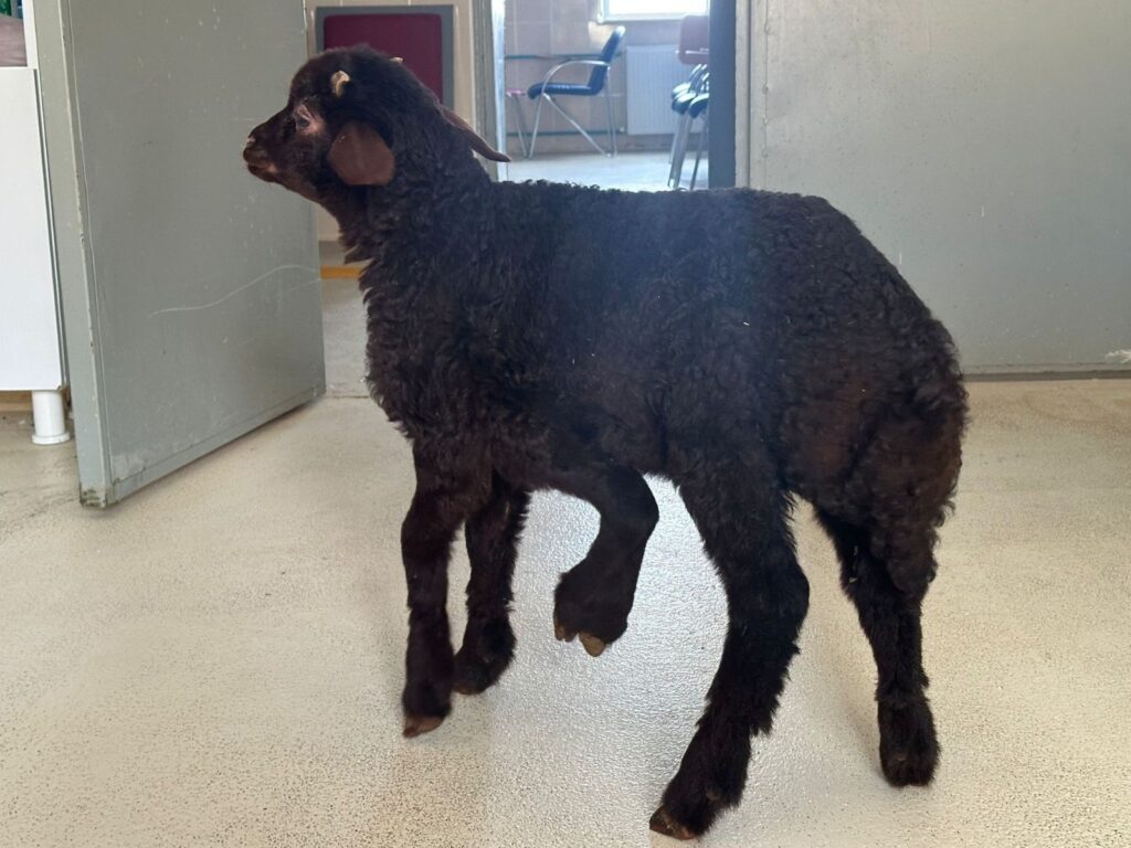 Iğdır’da 5 bacaklı kuzu doğdu