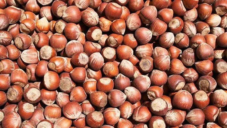 Fındık fiyatları 200 lira olacak