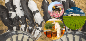 5.1 Milyar liralık destekleme ödemesi bugün hesaplarda olacak