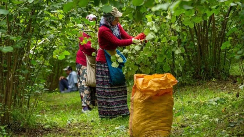 Giresun’da 2025 fındık hasadı için işçi ve patoz ücretleri belli oldu 