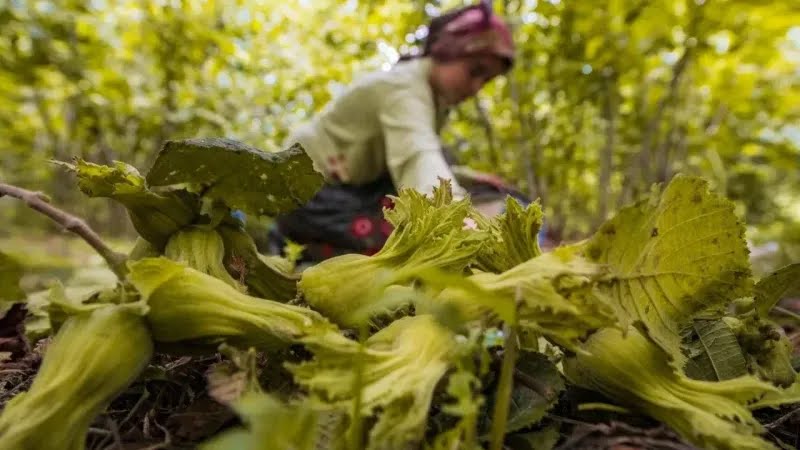 Trabzon’da fındık yevmiyeleri belli oldu