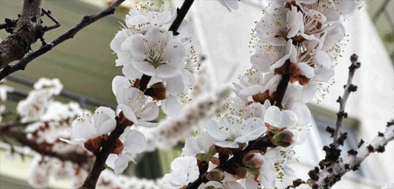 Zirai don destek ödemeleri hesaplara yattı