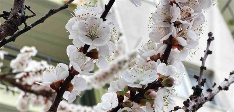 Zirai don destek ödemeleri hesaplara yattı